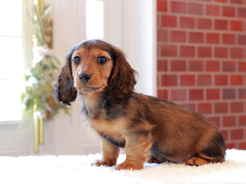 ミニチュア ダックスフンド ジャジー & まもるCHの子犬 レッド 男の子（2）