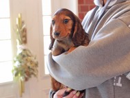 Miniature-Dachshund385