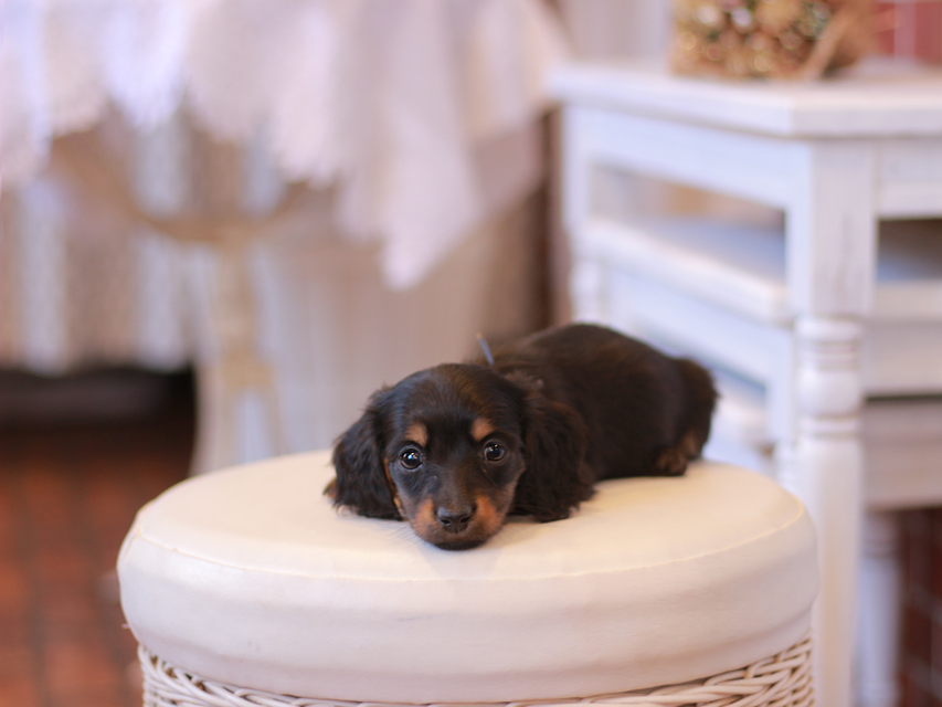 ミニチュアダックス ダックスフンド ミスト&デンゼルの子犬 ブラタン 男の子