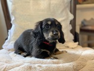 Miniature-Dachshund4082