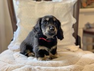 Miniature-Dachshund4087 Miniature-Dachshund4087