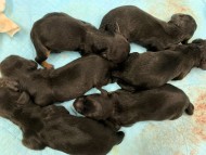 Miniature-Dachshund4