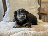 Miniature-Dachshund4112