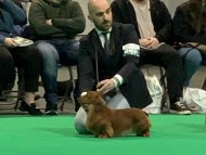 Miniature-Dachshund4