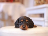 Miniature-Dachshund416