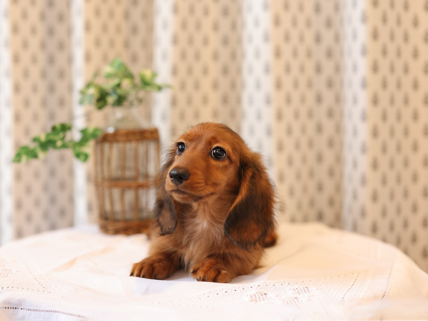 ミニチュア ダックスフンド モリー & デンゼルの子犬 レッド 男の子Miniature-Dachshund42 ミニチュア ダックスフンド モリー & デンゼルの子犬 レッド 男の子