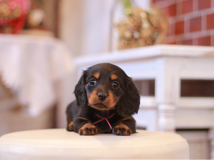 ミニチュアダックス ダックスフンド ミスト&デンゼルの子犬 ブラタン 女の子