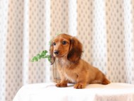 Miniature-Dachshund43