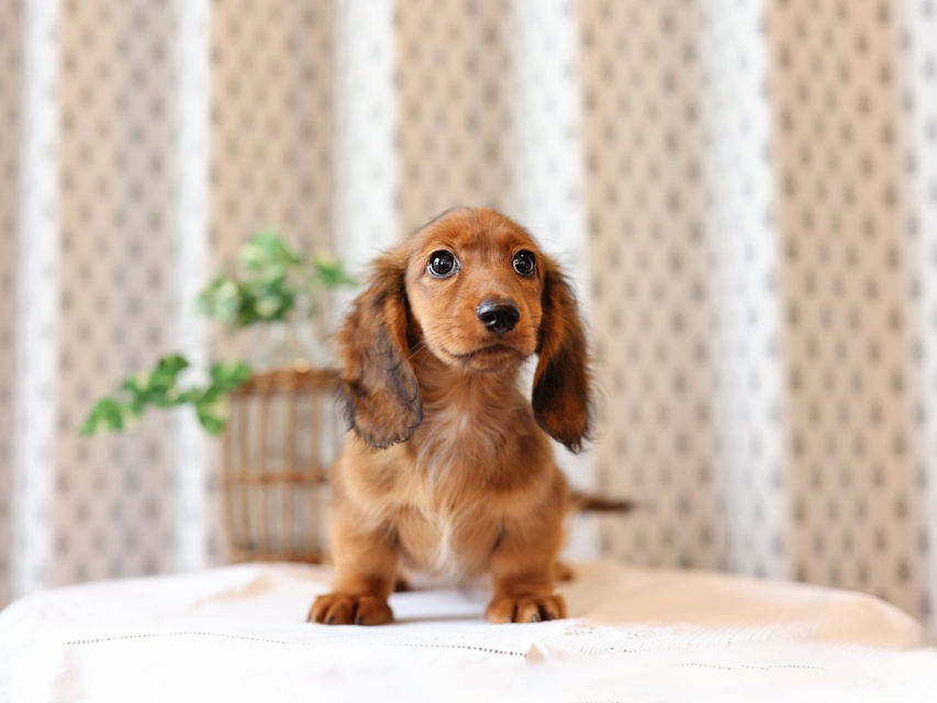 ミニチュア ダックスフンド モリー & デンゼルの子犬 レッド 男の子Miniature-Dachshund44 ミニチュア ダックスフンド モリー & デンゼルの子犬 レッド 男の子