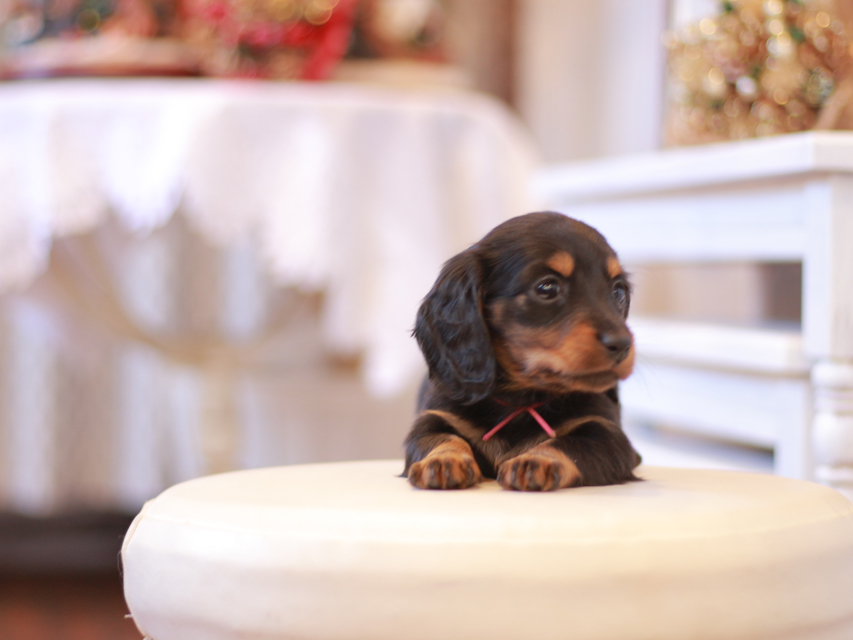 ミニチュアダックス ダックスフンド ミスト&デンゼルの子犬 ブラタン 女の子