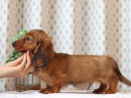 Miniature-Dachshund45 Miniature-Dachshund45