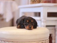 Miniature-Dachshund456