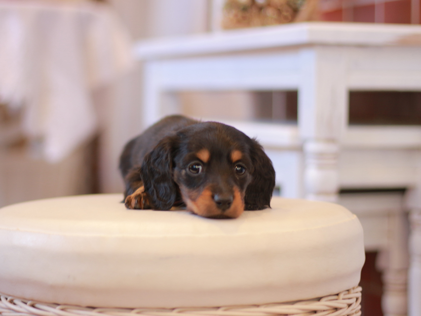 ミニチュアダックス ダックスフンド ミスト&デンゼルの子犬 ブラタン 女の子