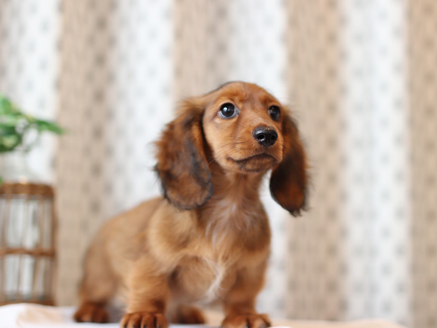 ミニチュア ダックスフンド モリー & デンゼルの子犬 レッド 男の子Miniature-Dachshund46 ミニチュア ダックスフンド モリー & デンゼルの子犬 レッド 男の子