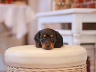 Miniature-Dachshund464 Miniature-Dachshund464