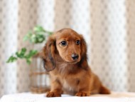 Miniature-Dachshund47