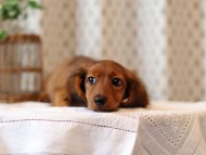 Miniature-Dachshund48 Miniature-Dachshund48