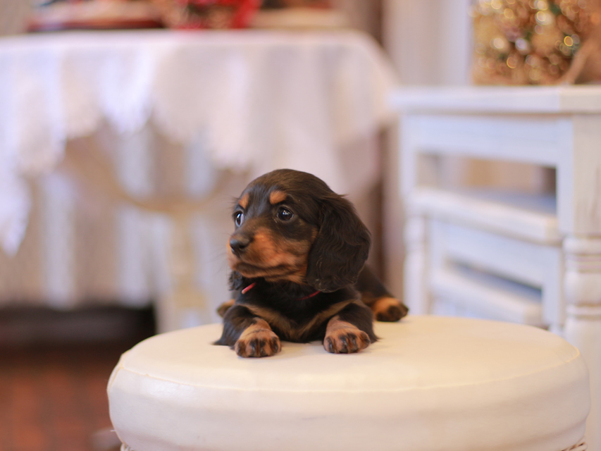 ミニチュアダックス ダックスフンド ミスト&デンゼルの子犬 ブラタン 女の子