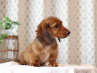Miniature-Dachshund49 Miniature-Dachshund49