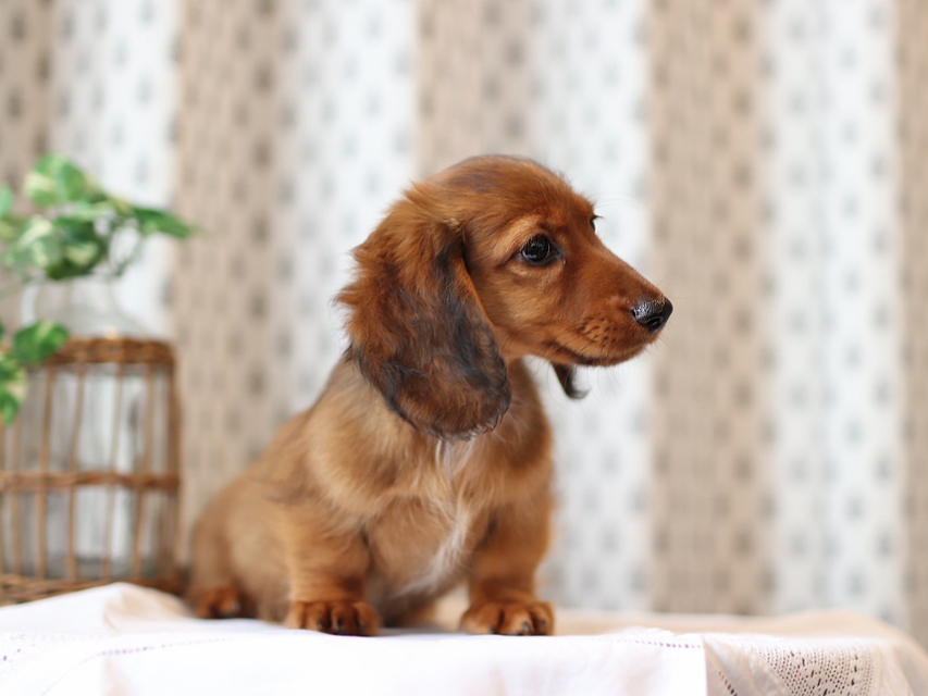 ミニチュア ダックスフンド モリー & デンゼルの子犬 レッド 男の子Miniature-Dachshund49 ミニチュア ダックスフンド モリー & デンゼルの子犬 レッド 男の子