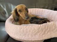 Miniature-Dachshund49