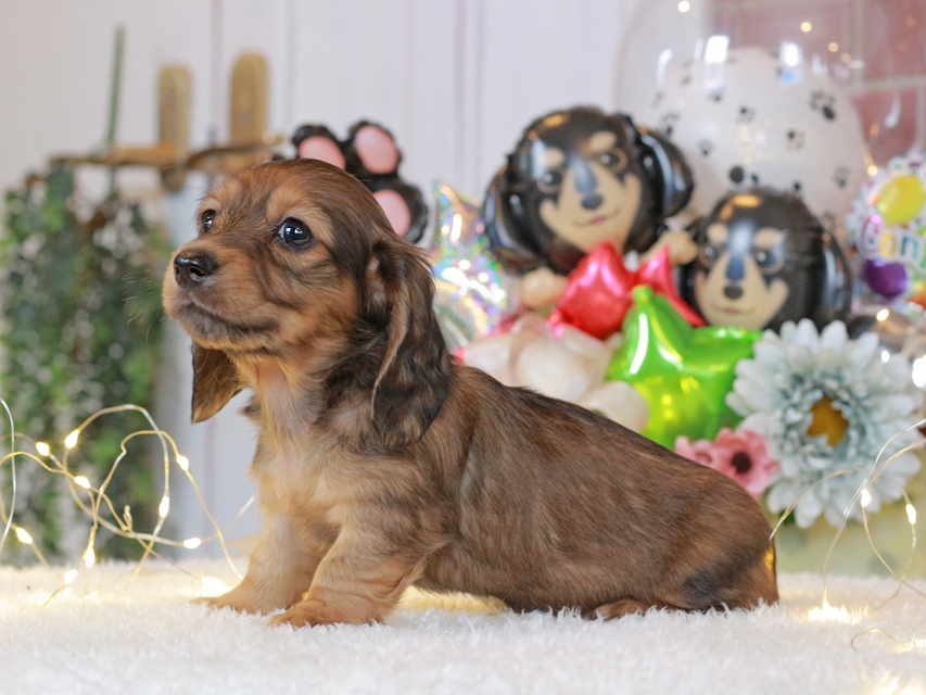 ミニチュアダックスフンド ルーシー & ジムダンデイの子犬 レッド 女の子(3)Miniature-Dachshund50 ミニチュアダックスフンド ルーシー & ジムダンデイの子犬 レッド 女の子(3)