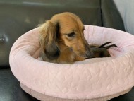 Miniature-Dachshund50