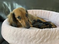 Miniature-Dachshund51