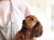 Miniature-Dachshund52 Miniature-Dachshund52