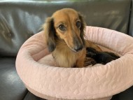 Miniature-Dachshund52