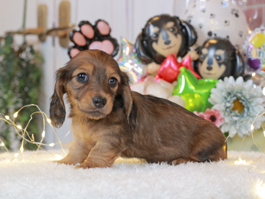 ミニチュアダックスフンド ルーシー & ジムダンデイの子犬 レッド 女の子(3)Miniature-Dachshund53 ミニチュアダックスフンド ルーシー & ジムダンデイの子犬 レッド 女の子(3)