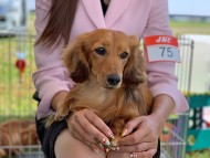 Miniature-Dachshund538 Miniature-Dachshund538