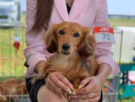 Miniature-Dachshund540 Miniature-Dachshund540