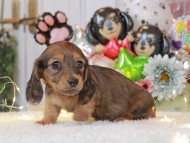 Miniature-Dachshund55 Miniature-Dachshund55