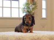 Miniature-Dachshund602