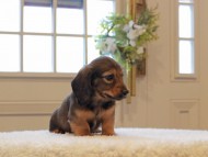 Miniature-Dachshund608