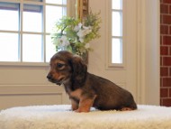 Miniature-Dachshund626