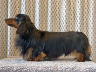 Miniature-Dachshund6