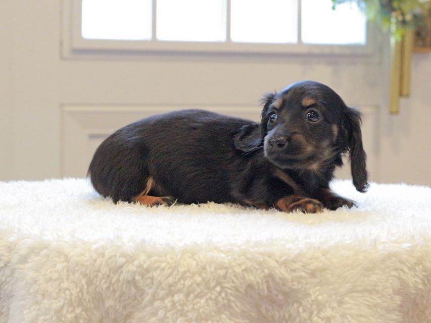 ミニチュアダックスフンド ローリー & ジェットの子犬 ブラタン 女の子（1）