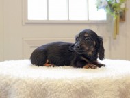 Miniature-Dachshund659