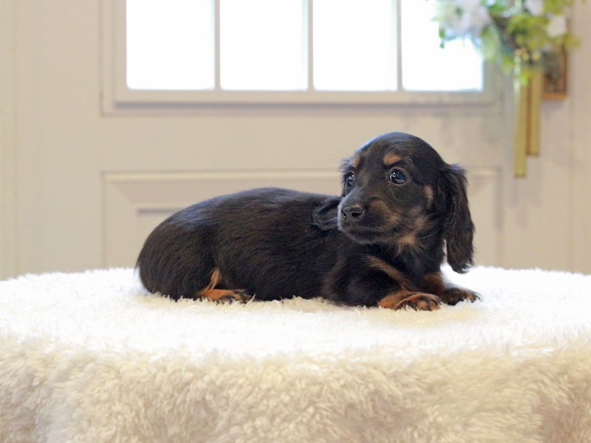 ミニチュアダックスフンド ローリー & ジェットの子犬 ブラタン 女の子（1）