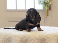 Miniature-Dachshund669