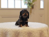 Miniature-Dachshund681