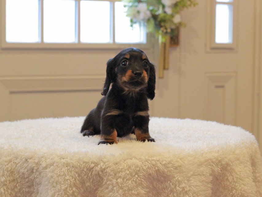 ミニチュアダックスフンド ローリー & ジェットの子犬 ブラタン 女の子（2）