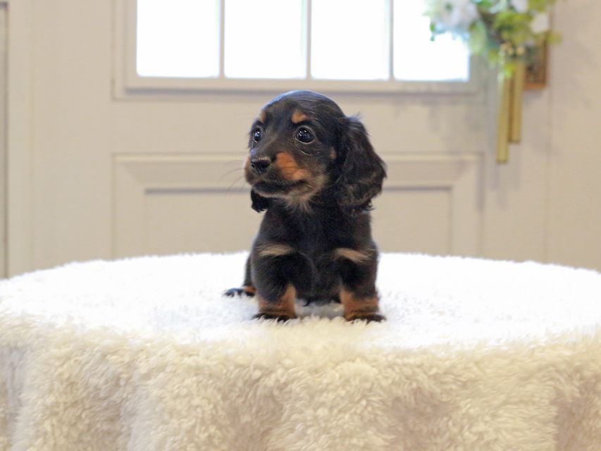 ミニチュアダックスフンド ローリー & ジェットの子犬 ブラタン 女の子（2）