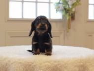 Miniature-Dachshund699 Miniature-Dachshund699