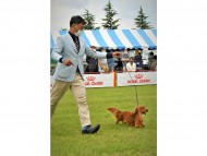 Miniature-Dachshund6999 Miniature-Dachshund6999