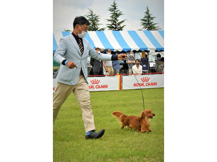 ミニチュアダックスフンド まもる ドッグショーMiniature-Dachshund6999 ミニチュアダックスフンド まもる ドッグショー