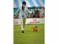 Miniature-Dachshund7001