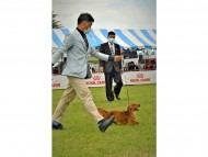 Miniature-Dachshund7002 Miniature-Dachshund7002